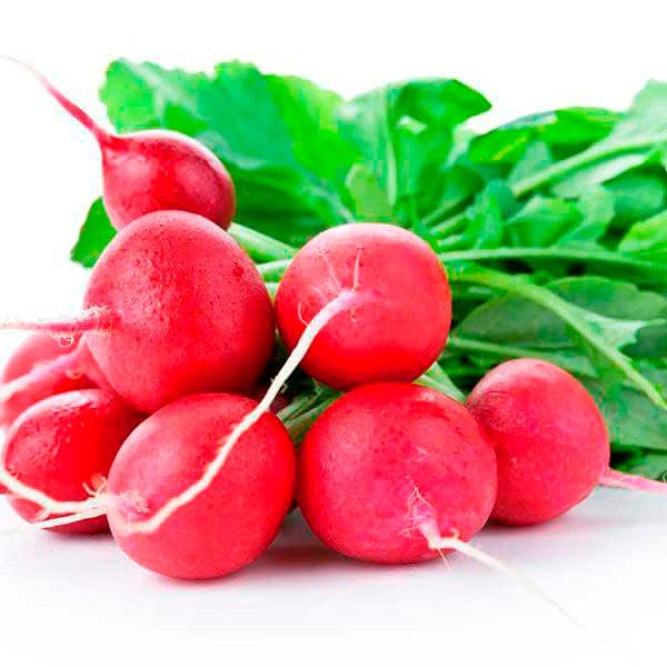 500 Semillas de Rábano Pinto Spankler White