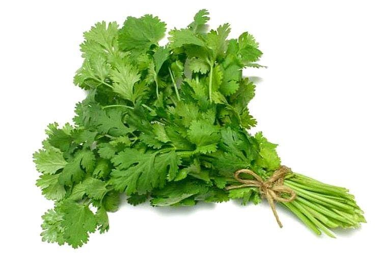 Semillas de Cilantro Marroquí – Listas para Plantar
