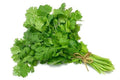 Semillas de Cilantro Marroquí – Listas para Plantar