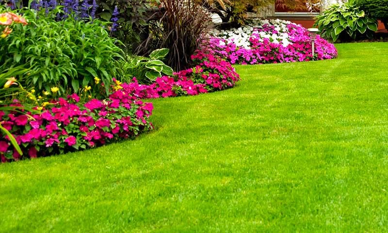 Semillas de Pasto Premium 1kg – Rinde 50m², Sol y Sombra