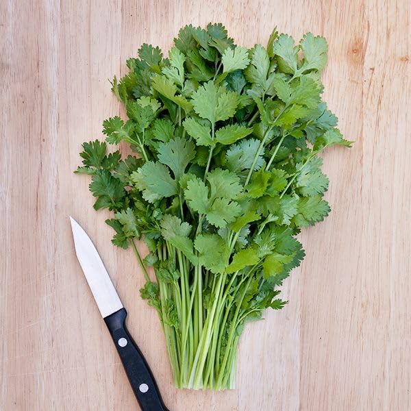 Semillas de Cilantro Marroquí – Listas para Plantar