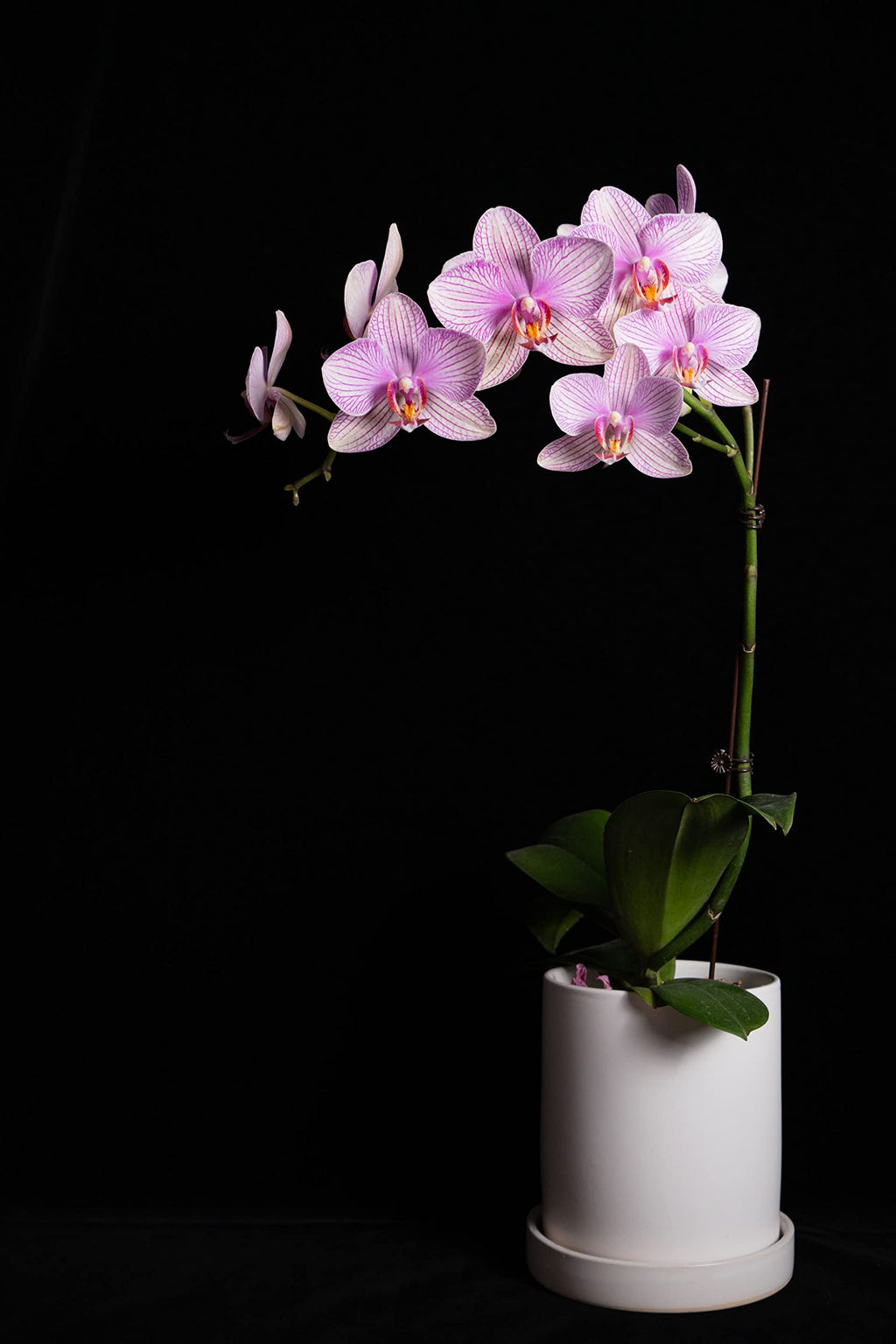 Corteza de Pino Natural 1kg – Sustrato para Orquídeas