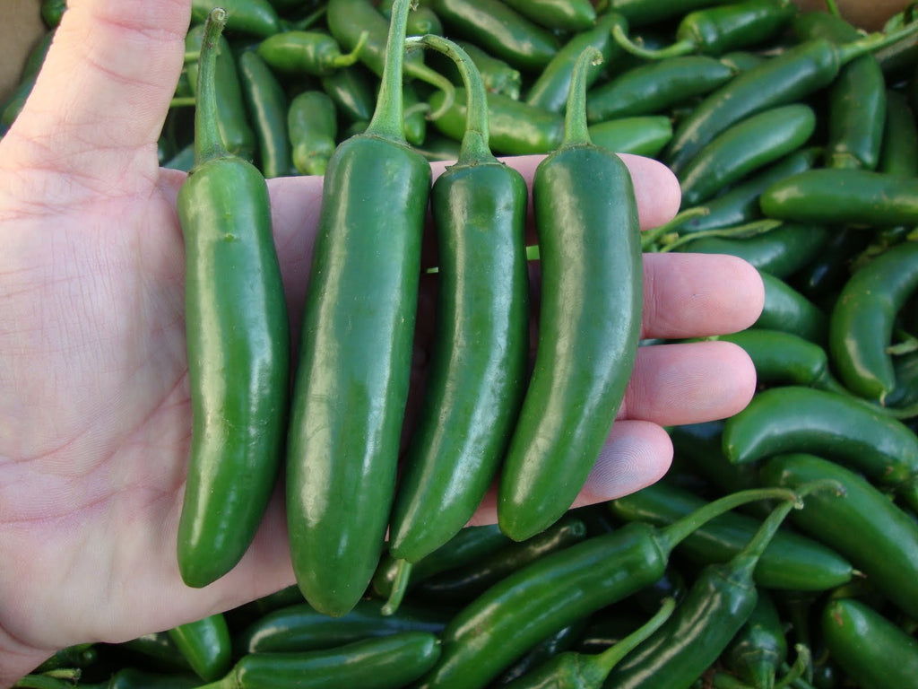 500 Semillas de Chile Serrano – Alta Germinación